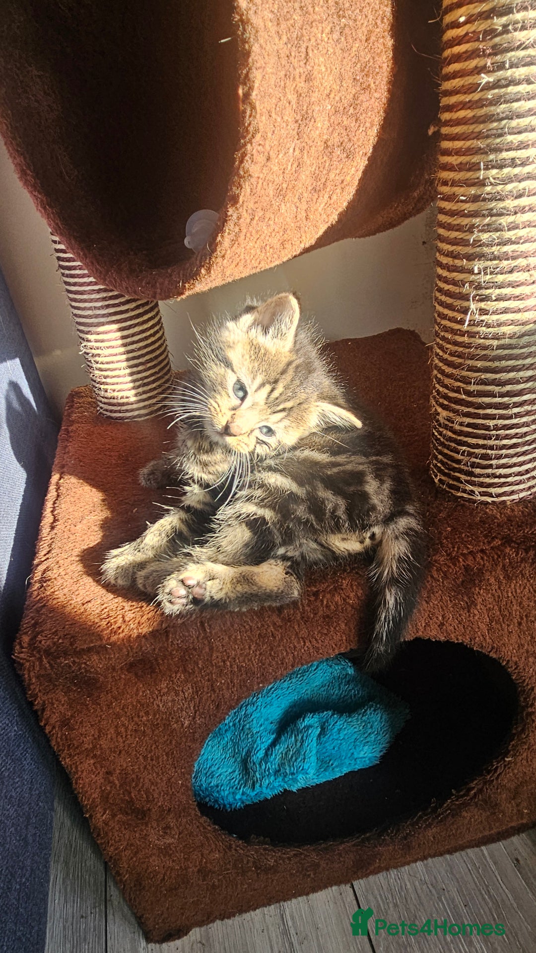 Mixed Breed cats for sale: Kittens 😸  - Advert 4