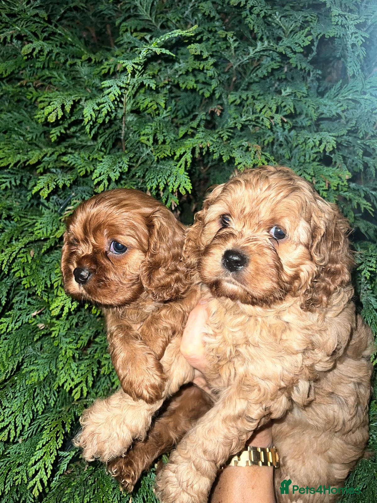 Cavapoo dogs Cavapoo adorable puppies  - Advert 1