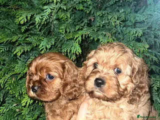 Cavapoo dogs Cavapoo adorable puppies - Advert 1
