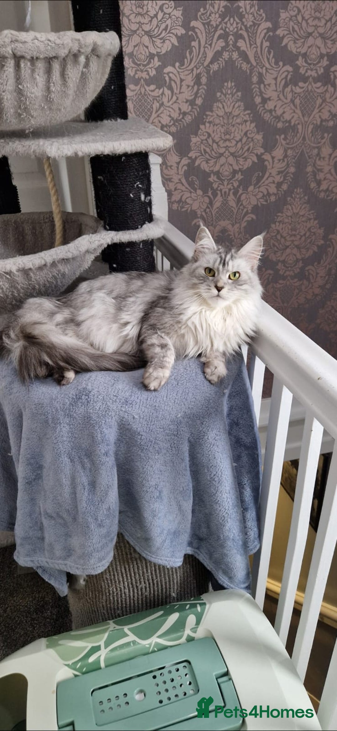 Maine Coon cats for sale: ** Last 2** Shaded line GCCF Registered Mainecoons - Image 23