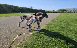 German Shorthaired Pointer dogs for sale: Loving Home Wanted - Image 5