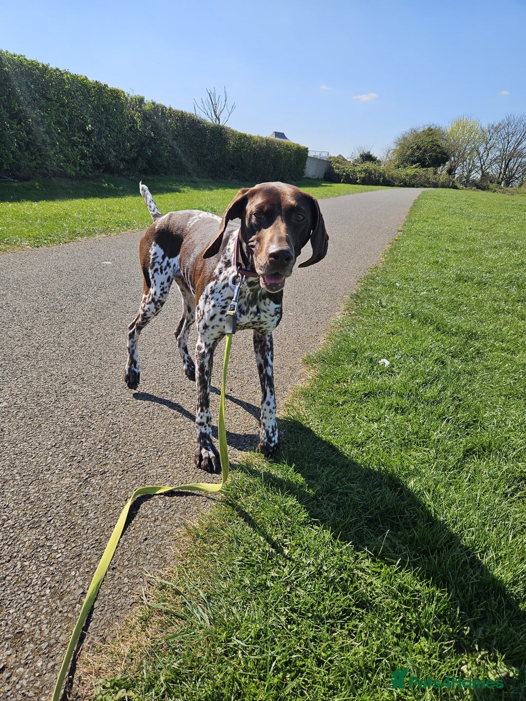 German Shorthaired Pointer dogs for sale: Loving Home Wanted - Image 5