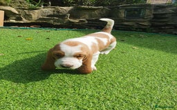 Basset Hound dogs for sale: Basset Hound Puppies 2 R&W boys available - Image 5