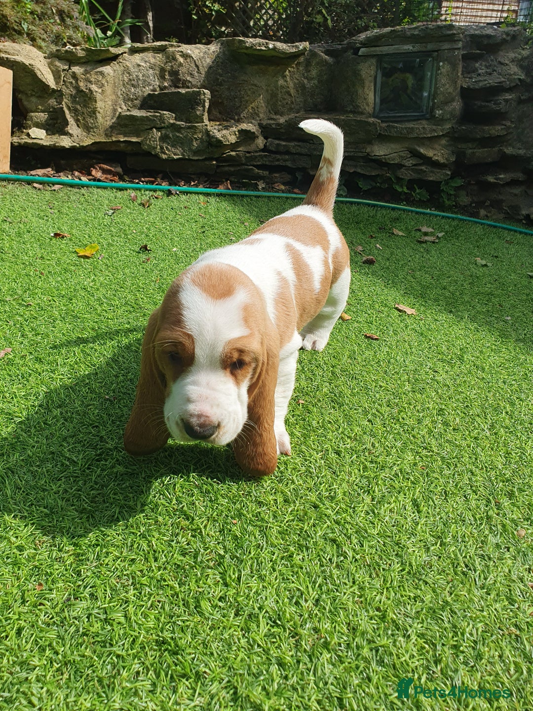 Basset Hound dogs for sale: Basset Hound Puppies 2 R&W boys available - Image 5