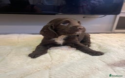 Cocker Spaniel dogs for sale: Cocker spaniel puppies ready to go now MERLE - Image 12