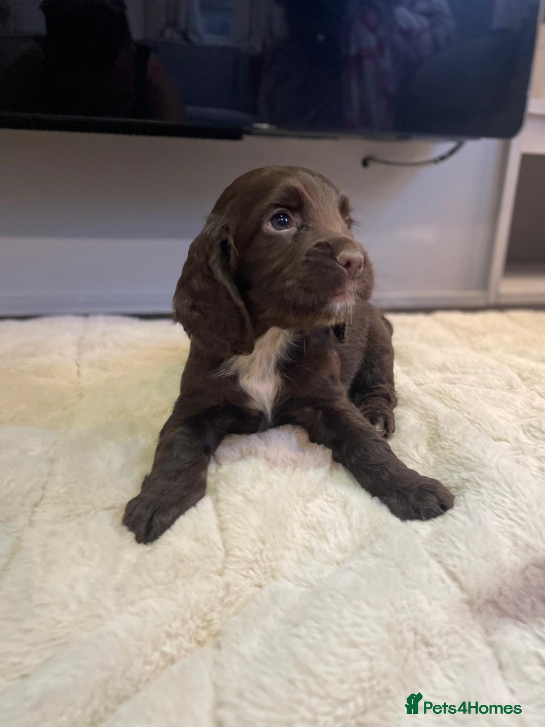 Cocker Spaniel dogs for sale: Cocker spaniel puppies ready to go now MERLE - Image 12