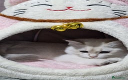 British Shorthair cats for sale: Pedigree British shorthair boy, Champion parents.  - Image 23