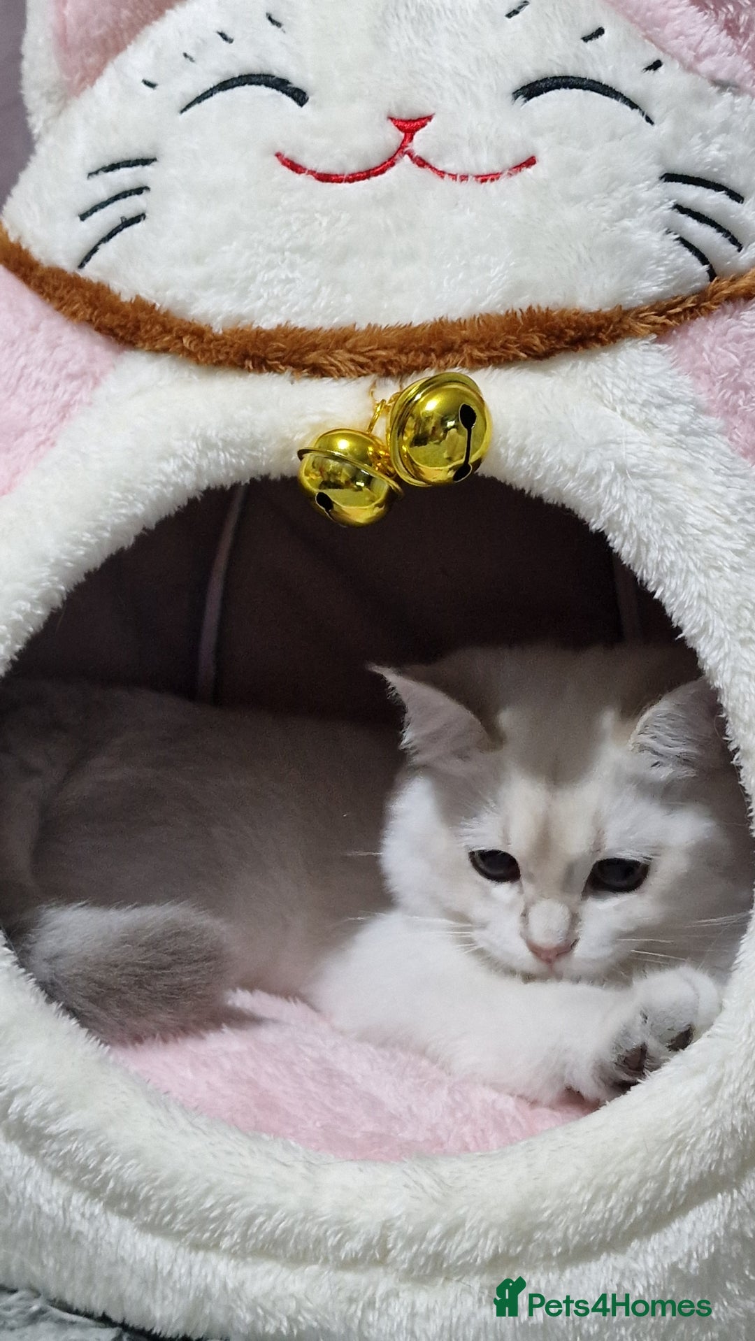 British Shorthair cats for sale: Pedigree British shorthair boy, Champion parents.  - Image 23