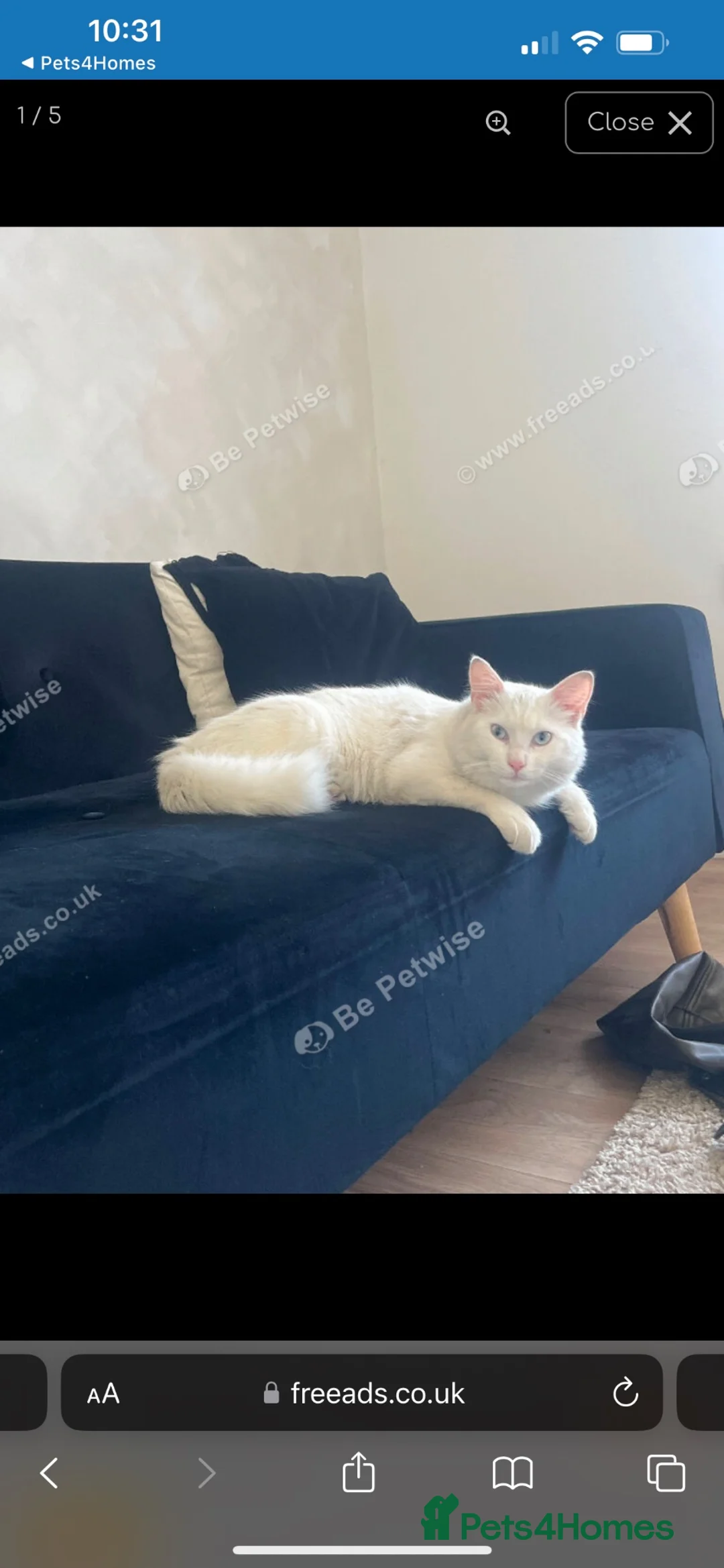 Turkish Angora cats for sale: Turkish angora male 9 month - Advert 2