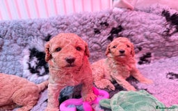 Miniature Poodle dogs for sale: Miniature poodle puppies ready now  - Image 15