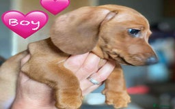Miniature Dachshund dogs for sale: Miniature Dachshund Puppies - Image 10