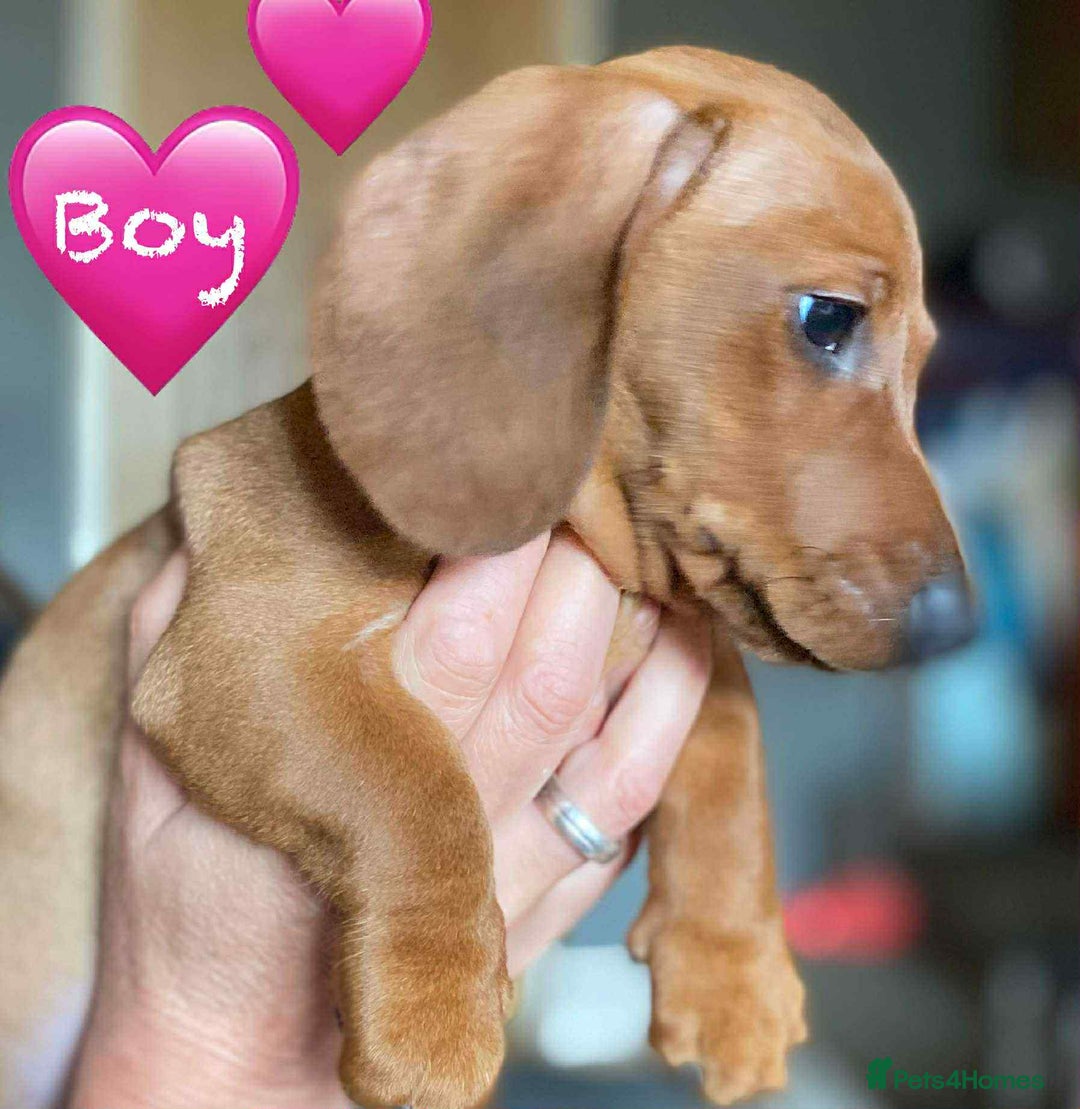 Miniature Dachshund dogs for sale: Miniature Dachshund Puppies - Image 10