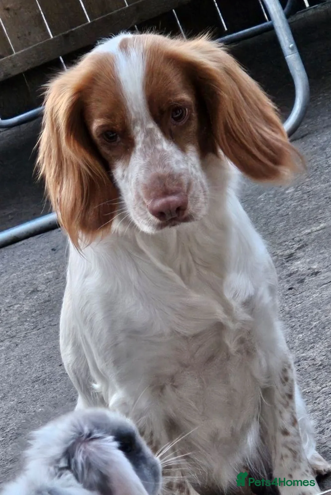 Sprocker dogs for sale: Cocker spaniel puppies due - Advert 2