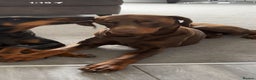 Dobermann dogs for sale: Chocolate doberman dexter - Advert 3