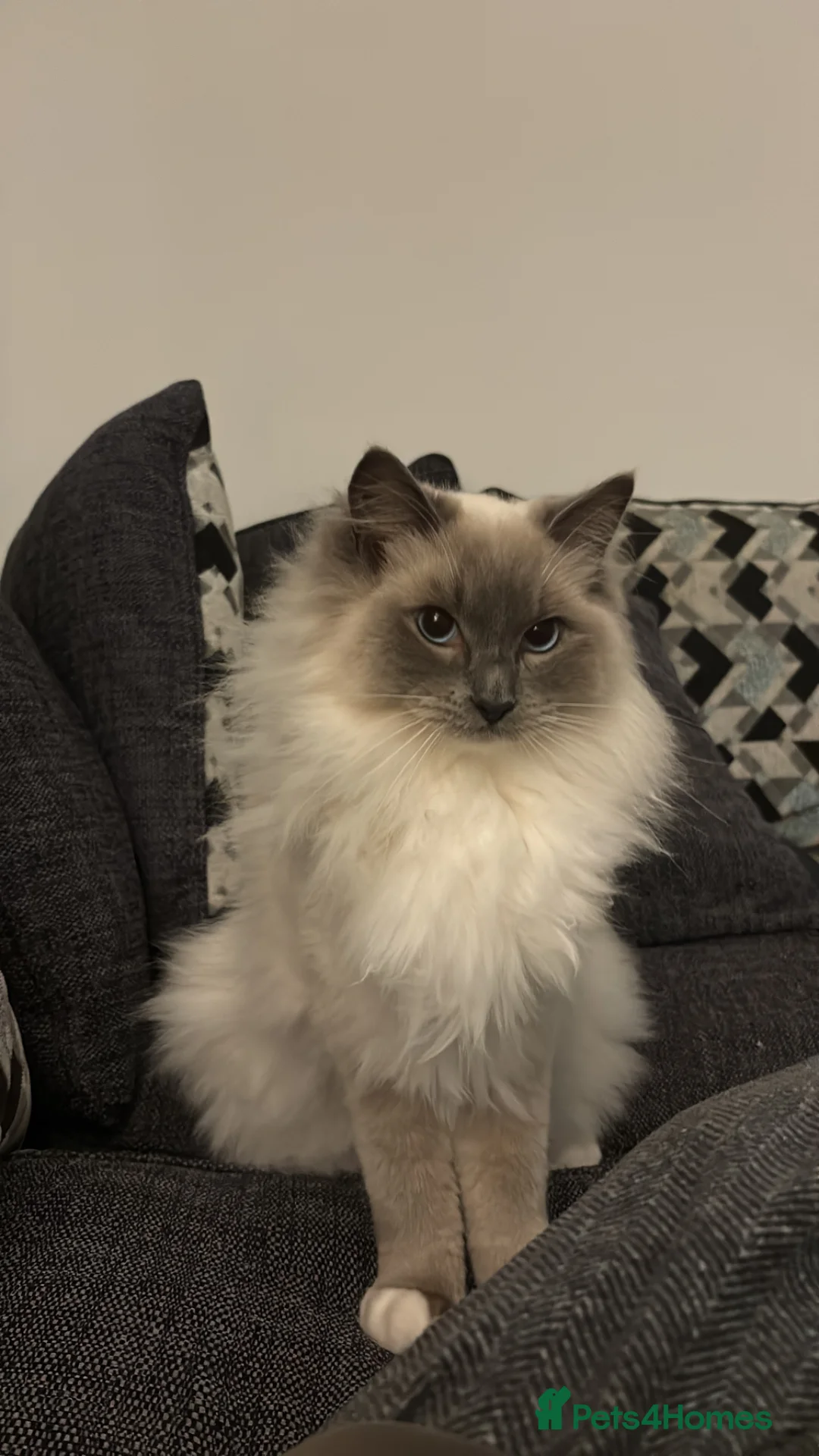 Ragdoll cats for sale: X2 Male Ragdolls for sale - Advert 10