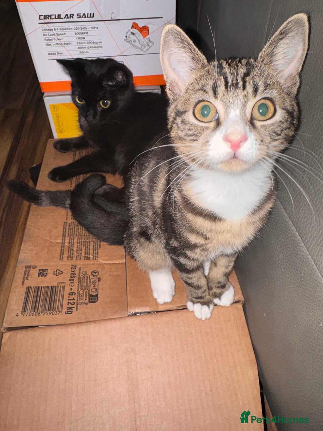 Mixed Breed cats for sale: Cats in Need of Loving Homes – Free If adopted - Advert 5