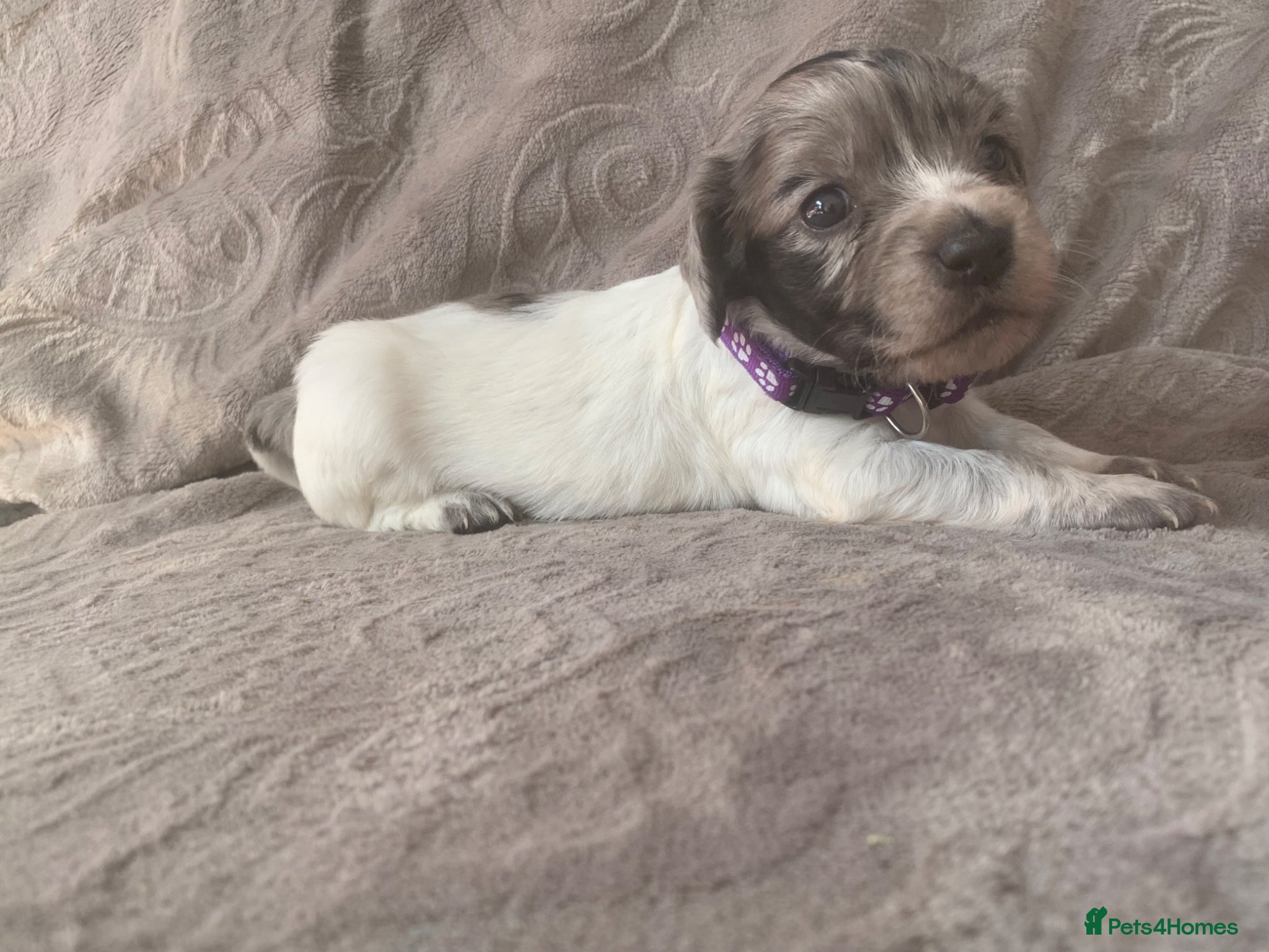 Mixed Breed dogs  german shorthaired pointer/ - Advert 1