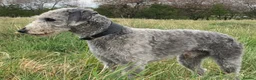 Mixed Breed dogs for sale: Bedlington Whippets  in Sheffield - Advert 11