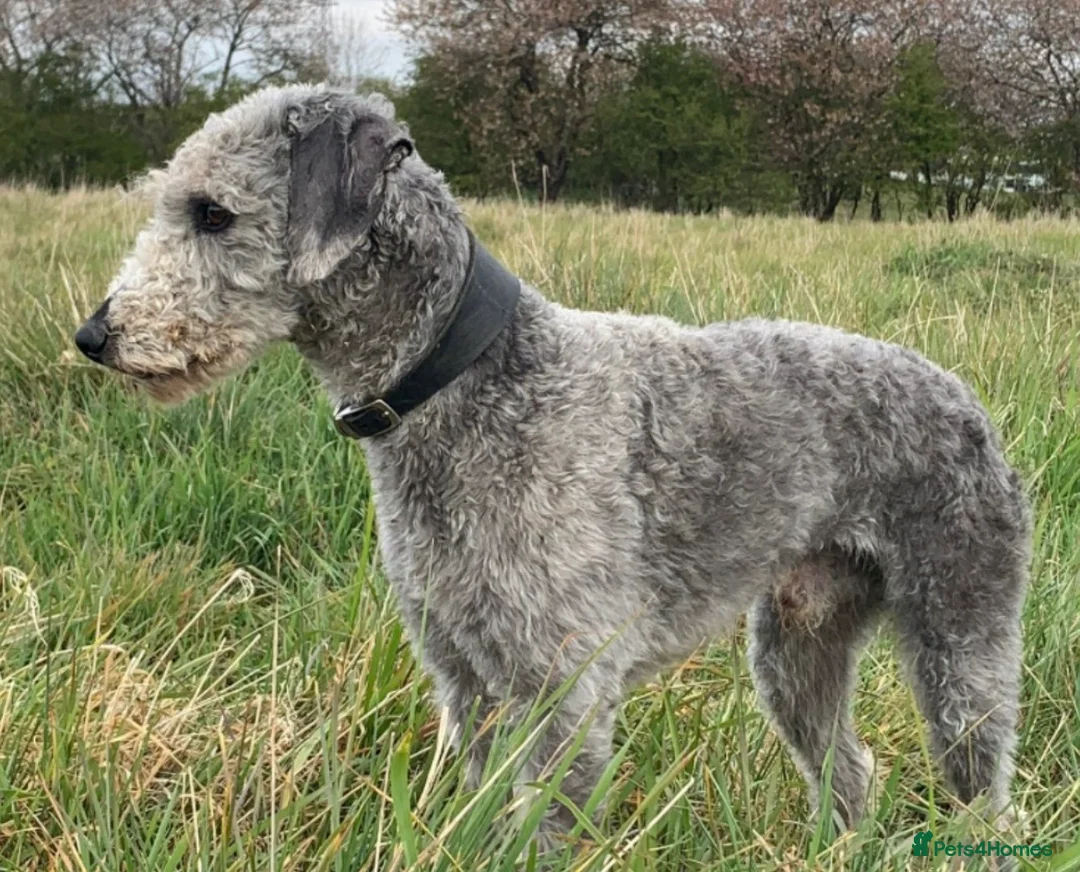 Mixed Breed dogs for sale: Bedlington Whippets  in Sheffield - Advert 11