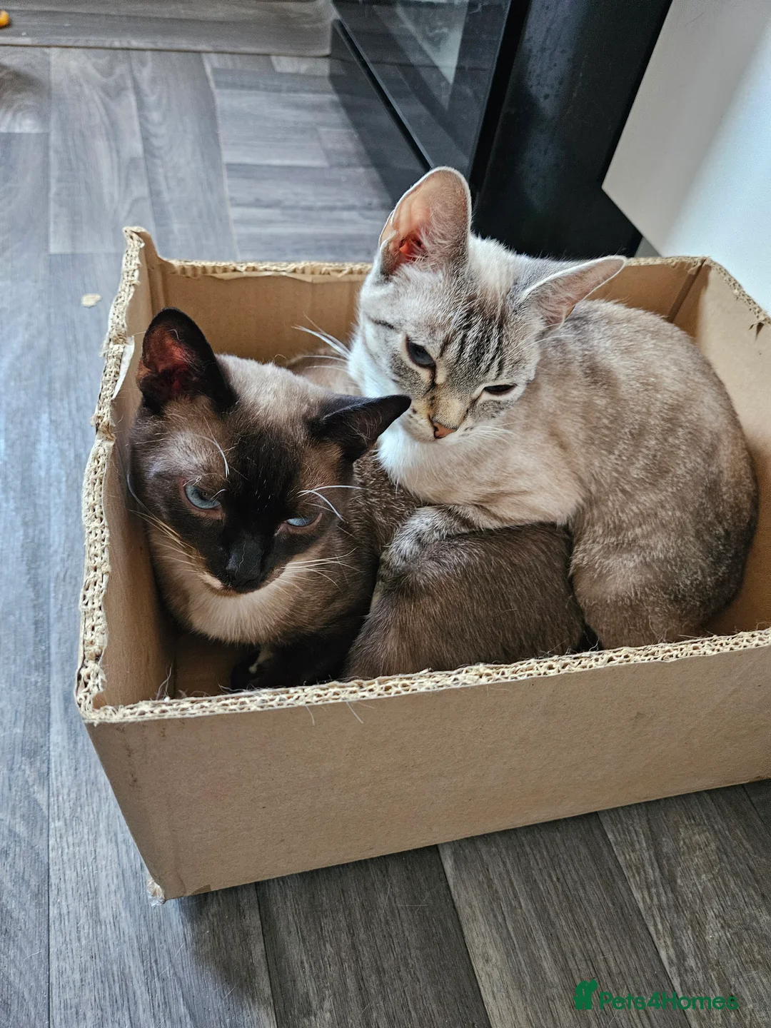 Mixed Breed cats for sale: Stunning kittens 😸 😍  - Advert 2