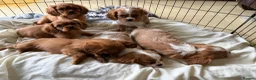 Cavalier King Charles Spaniel dogs for sale: 6 Beautiful Cavalier King Charles Spaniels  - Advert 4