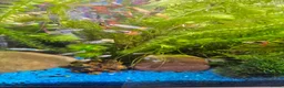 Other/Mixed Breed fish for sale: Guppies in Liverpool - Advert 3