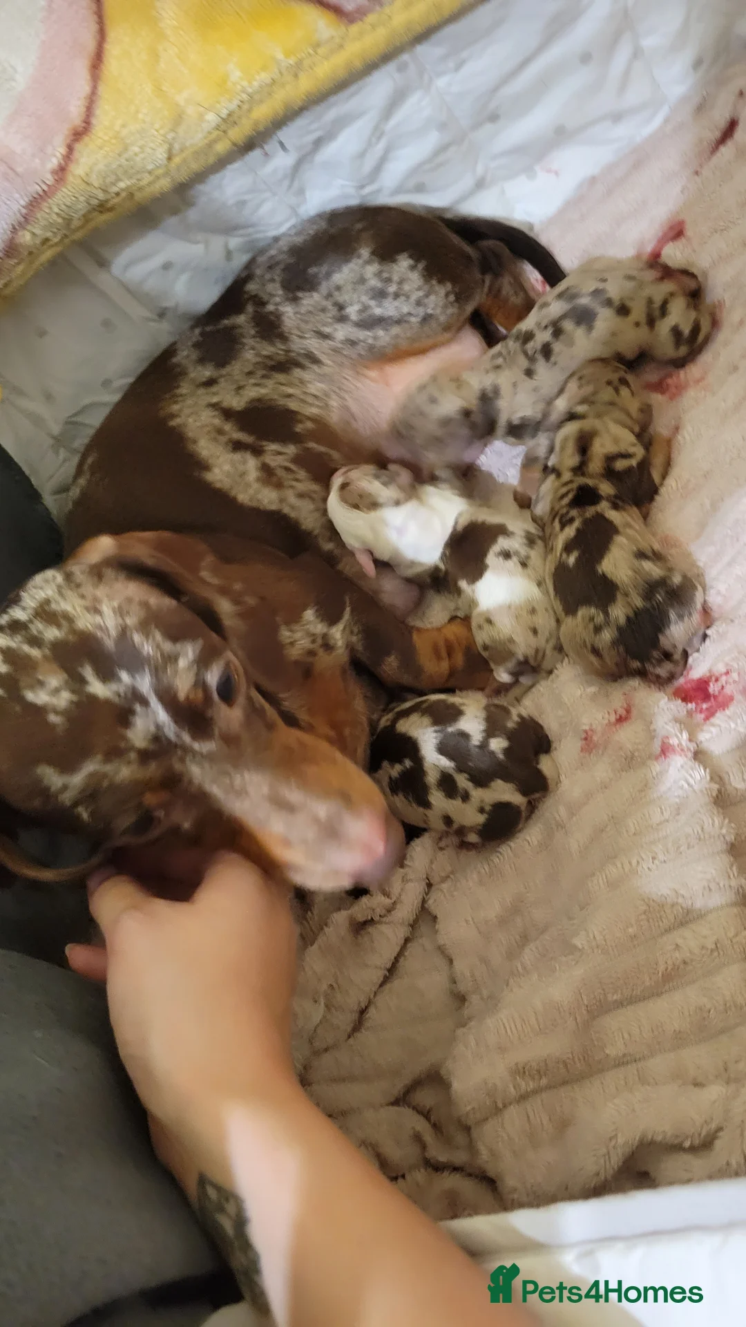 Miniature Dachshund dogs for sale: Kc Miniature Dachshunds  puppies  - Advert 2