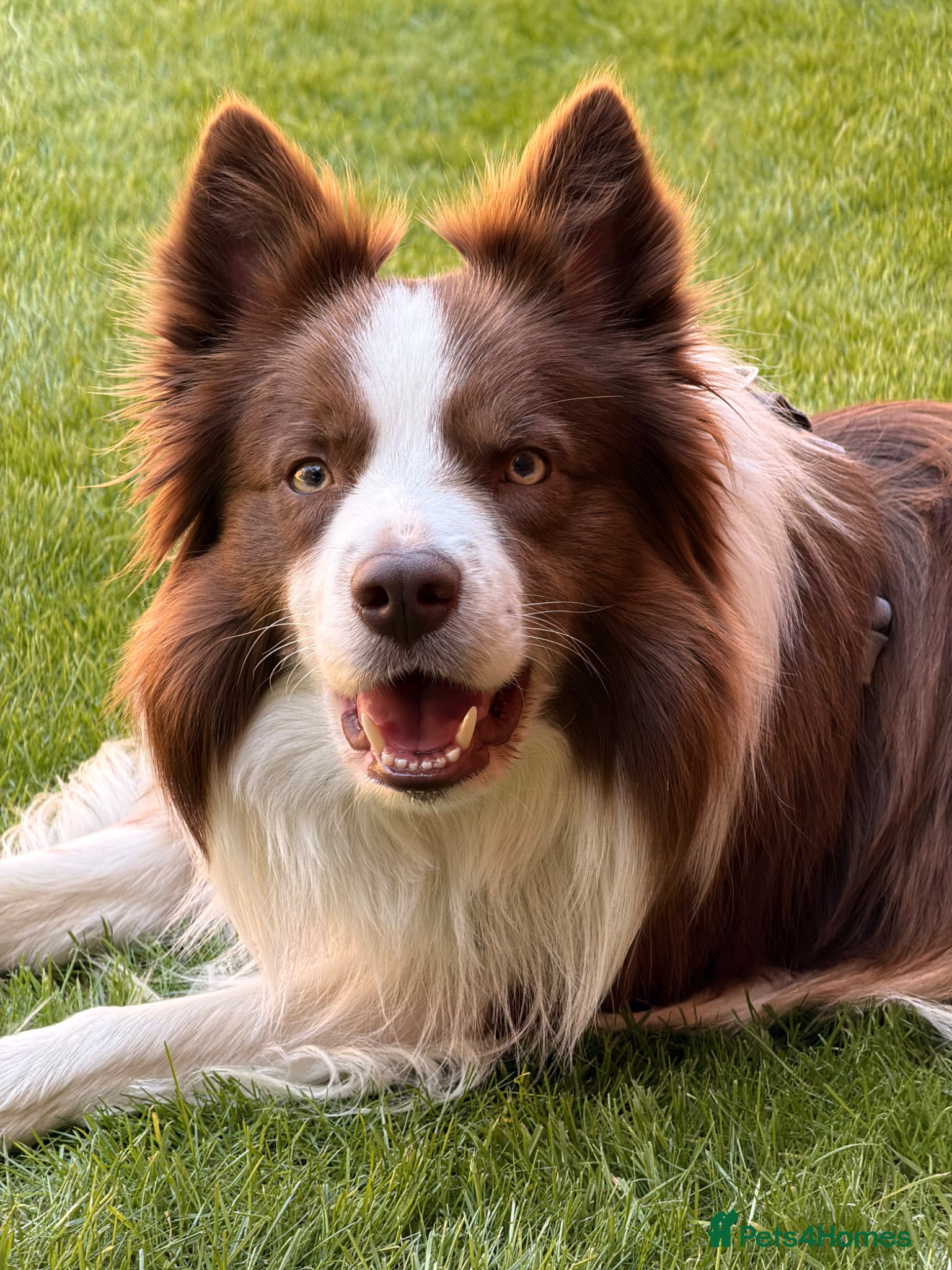 Border Collie dogs Kajtek Red-white border collie FOR STUD - Advert 1