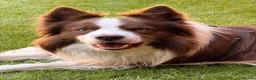 Border Collie dogs for stud: Kajtek Red-white border collie FOR STUD - Advert 1