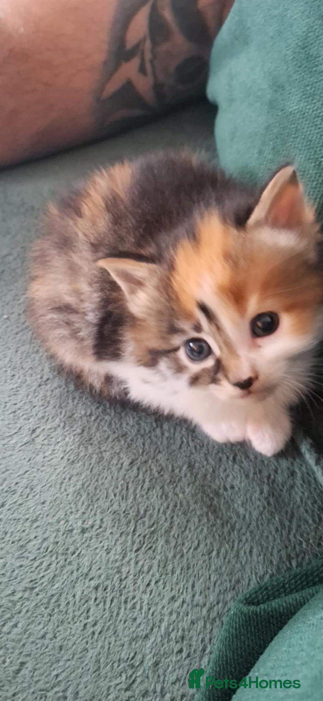 Mixed Breed cats for sale: 3 fluffy kittens - Advert 16