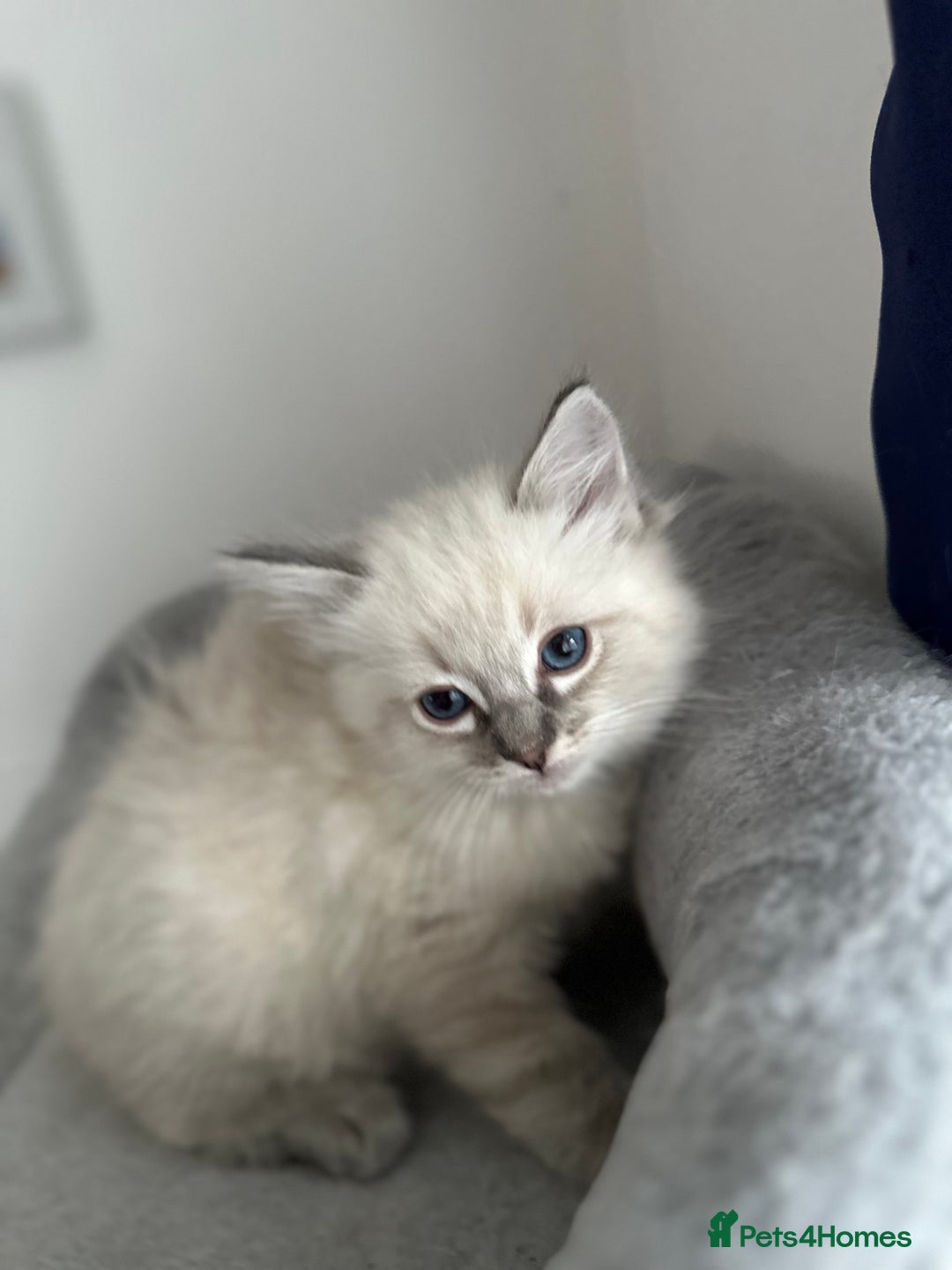 Ragdoll cats for sale: Gorgeous ragdoll kittens  - Advert 21