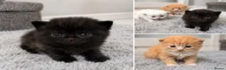 Persian cats for sale: Five beautiful Persian kittens🐾 in Goole - Advert 4