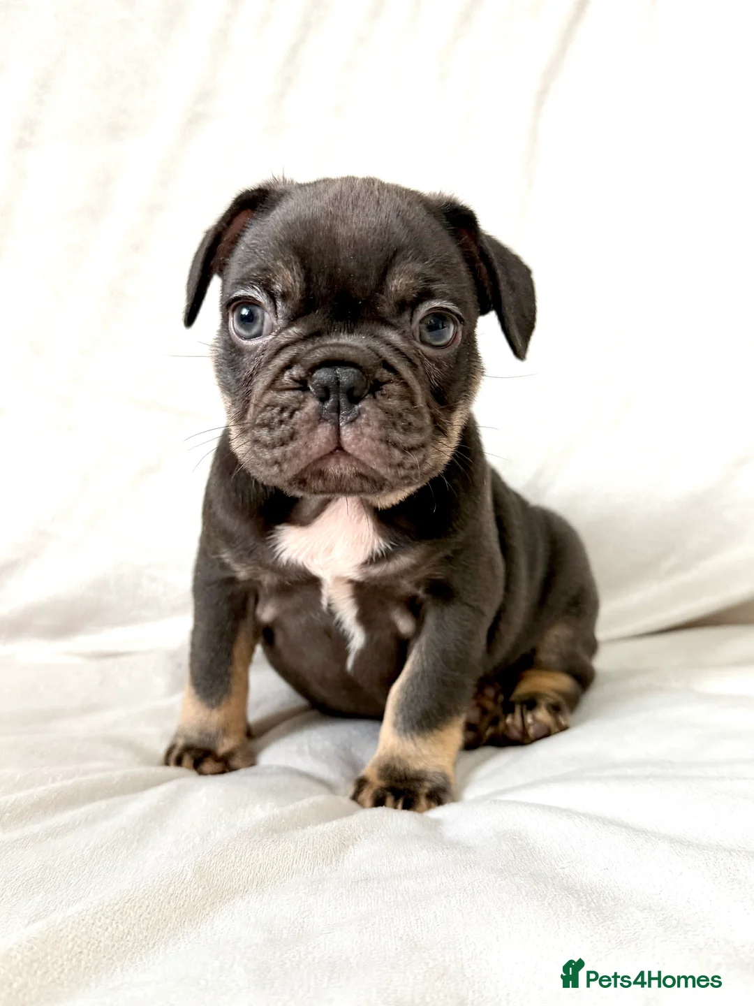 French Bulldog dogs for sale: STUNNING FRENCH BULLDOG PUPS in Manchester - Advert 2
