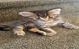 Maine Coon cats for sale: Mainecoon Kittens - Image 8