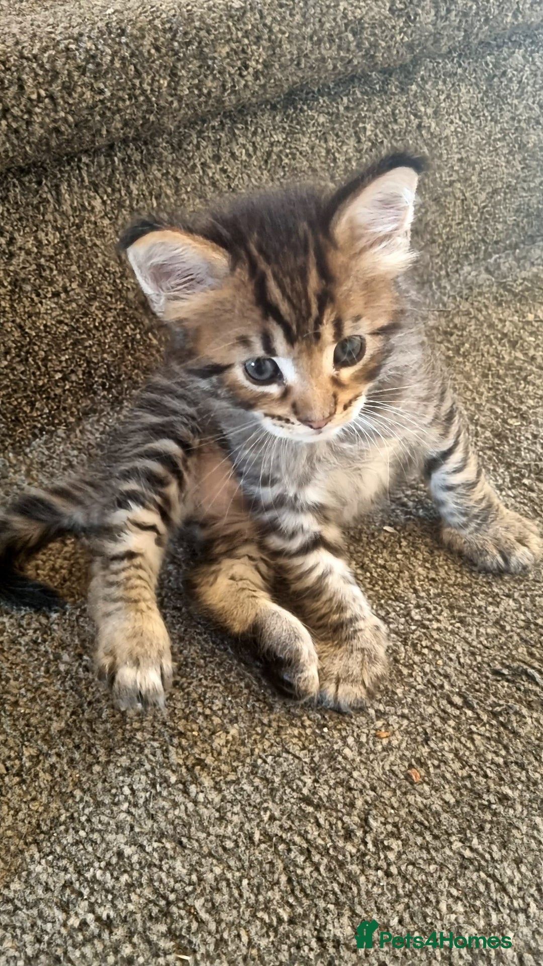 Maine Coon cats for sale: Mainecoon Kittens - Image 8