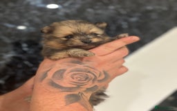 Pomeranian dogs for sale: Kc registered Pomeranians  - Image 5