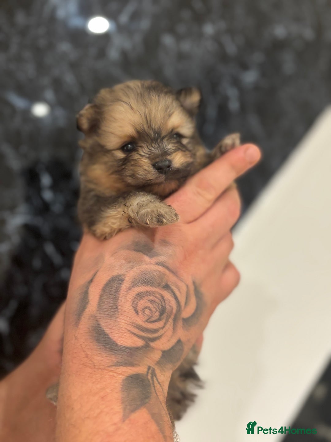 Pomeranian dogs for sale: Kc registered Pomeranians  - Image 5