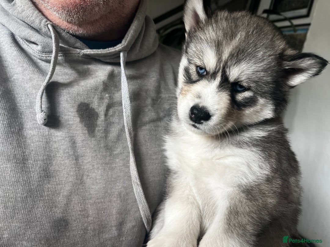 Siberian Husky dogs for sale: Beautiful husky  - Image 12