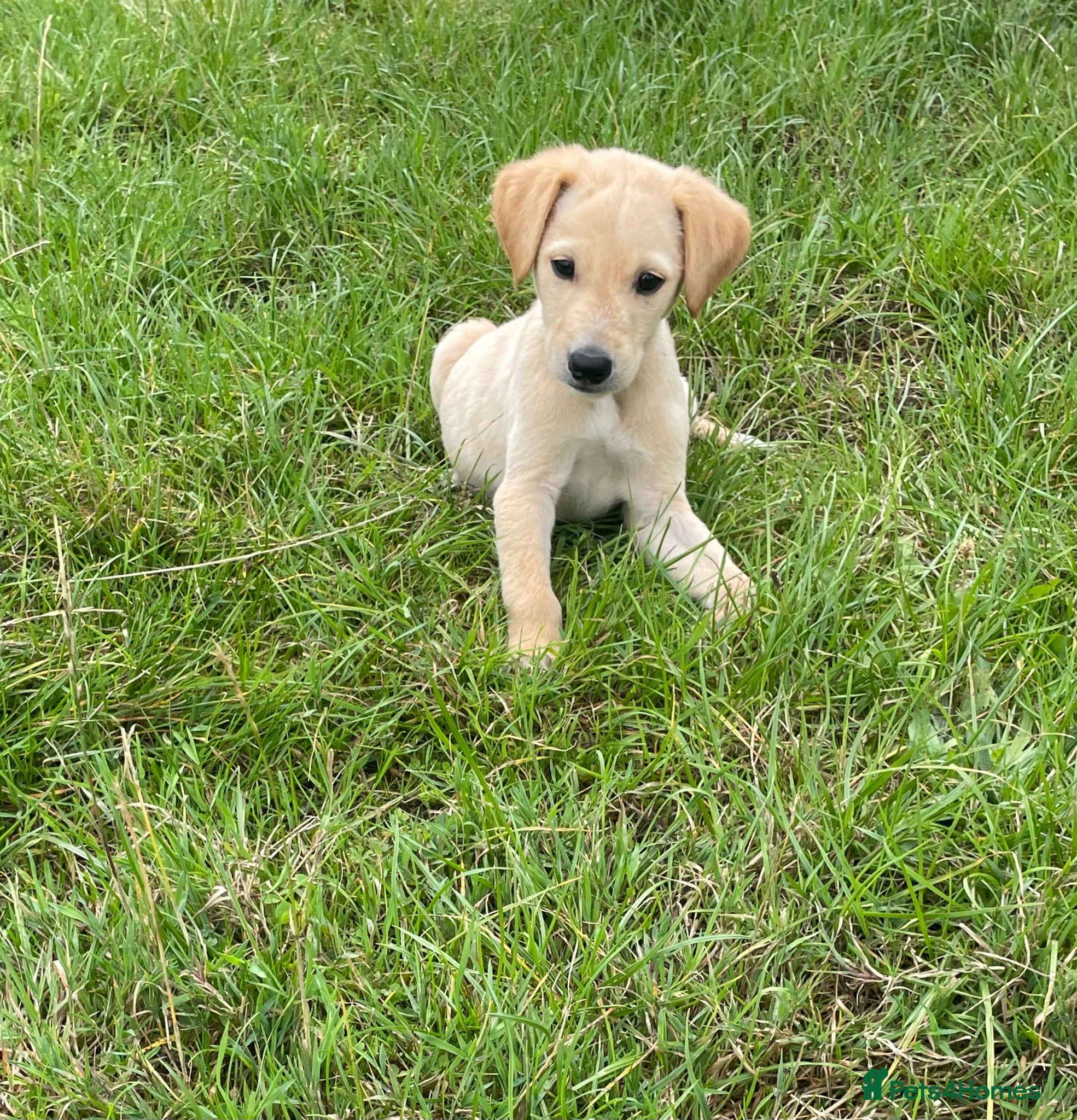 Mixed Breed dogs whipadore pups  - Advert 2