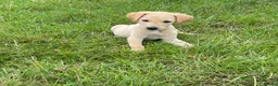 Mixed Breed dogs for sale: whipadore pups  in Newark - Advert 1