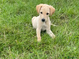 Mixed Breed dogs whipadore pups - Advert 4