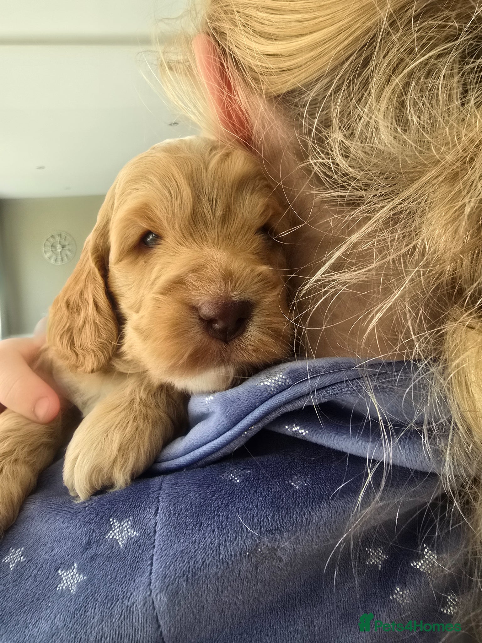 Cockapoo dogs SHOW F1 cockapoos licensed breeder. - Advert 2