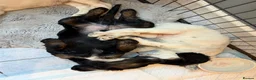 Sprocker dogs for sale: Sprocker spaniel - Ready for their forever home   in Ottery Saint Mary - Advert 2