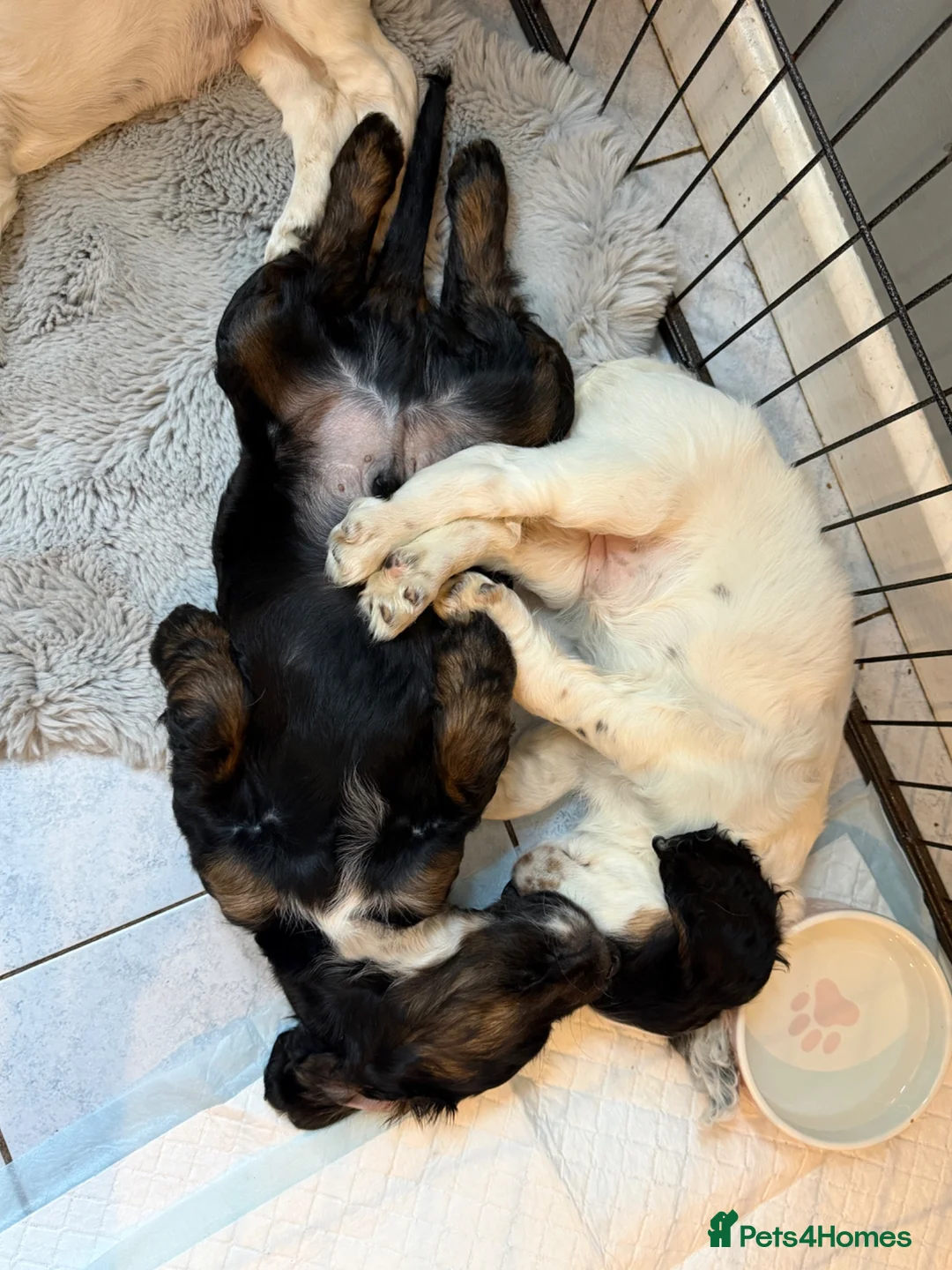 Sprocker dogs for sale: Sprocker spaniel - Ready for their forever home   in Ottery Saint Mary - Advert 2