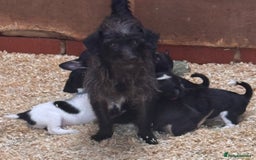 Mixed Breed dogs for sale: 5 stunning tiny miniature Chihuahua X terrier - Image 8