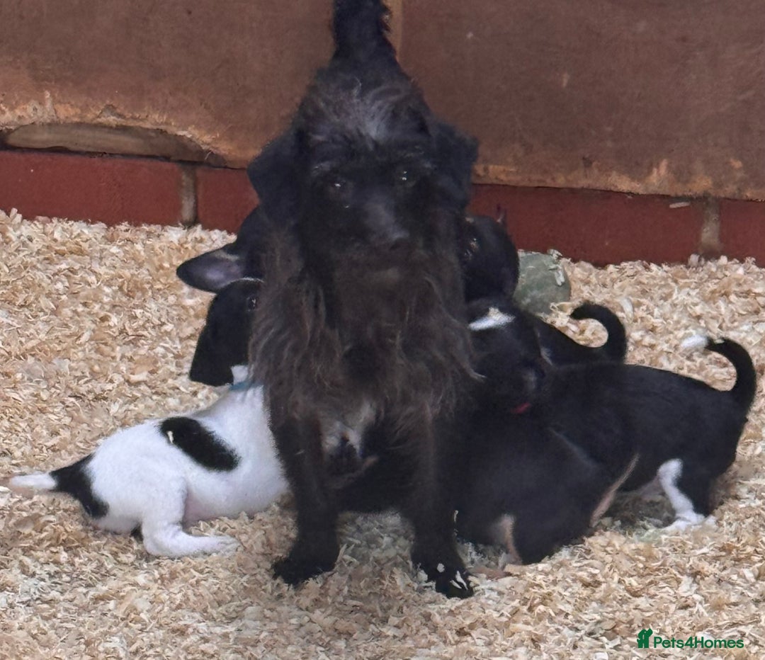 Mixed Breed dogs for sale: 5 stunning tiny miniature Chihuahua X terrier - Image 8