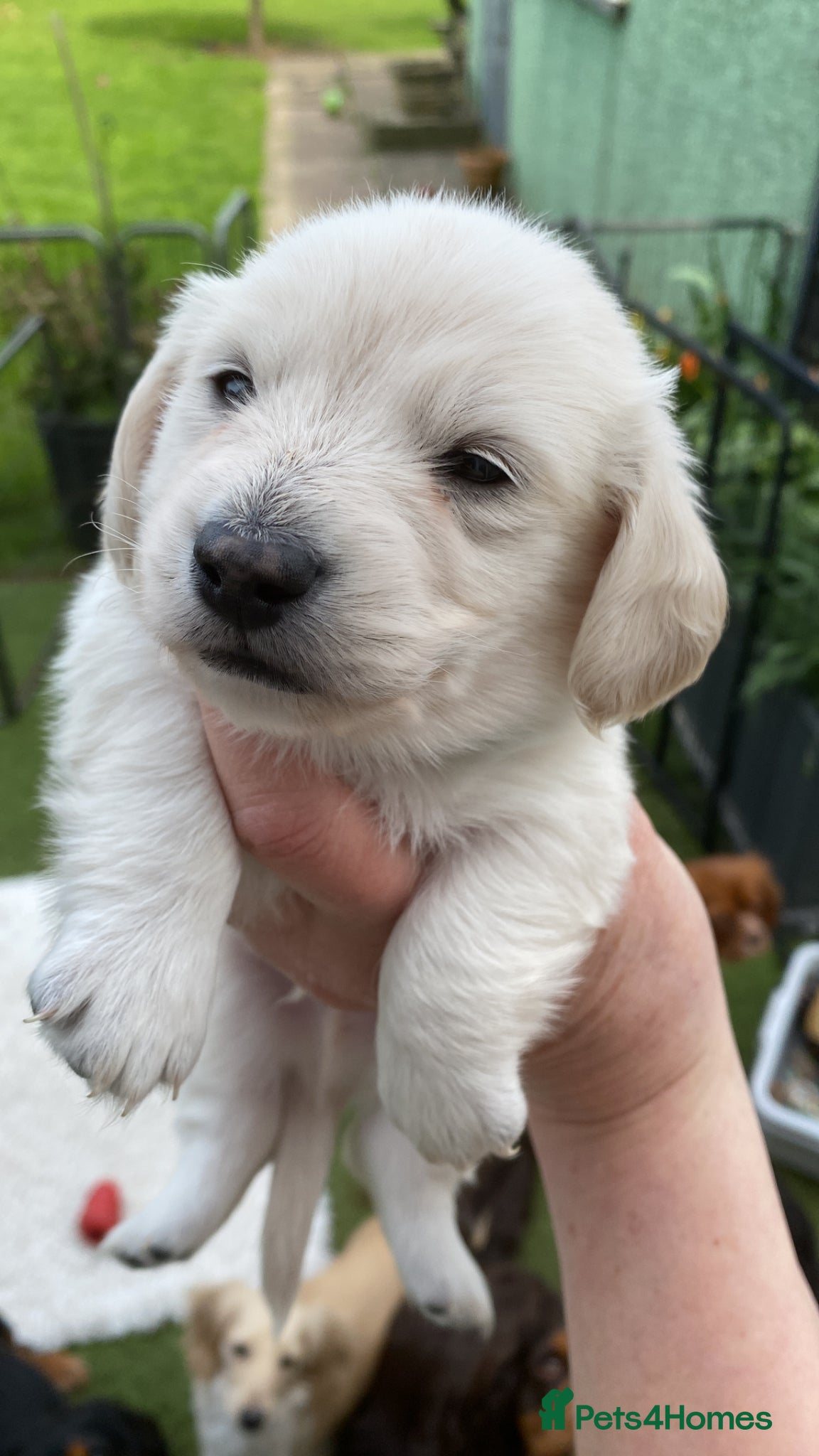 Miniature Dachshund dogs 🤍Clear Creams kc reg 🤍last boy - Advert 14