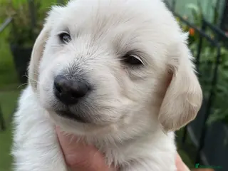 Miniature Dachshund dogs 🤍Clear Creams kc reg 🤍last boy - Advert 14