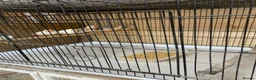 Finches birds for sale: Zebra finches , please read ad in Cambridge - Advert 5