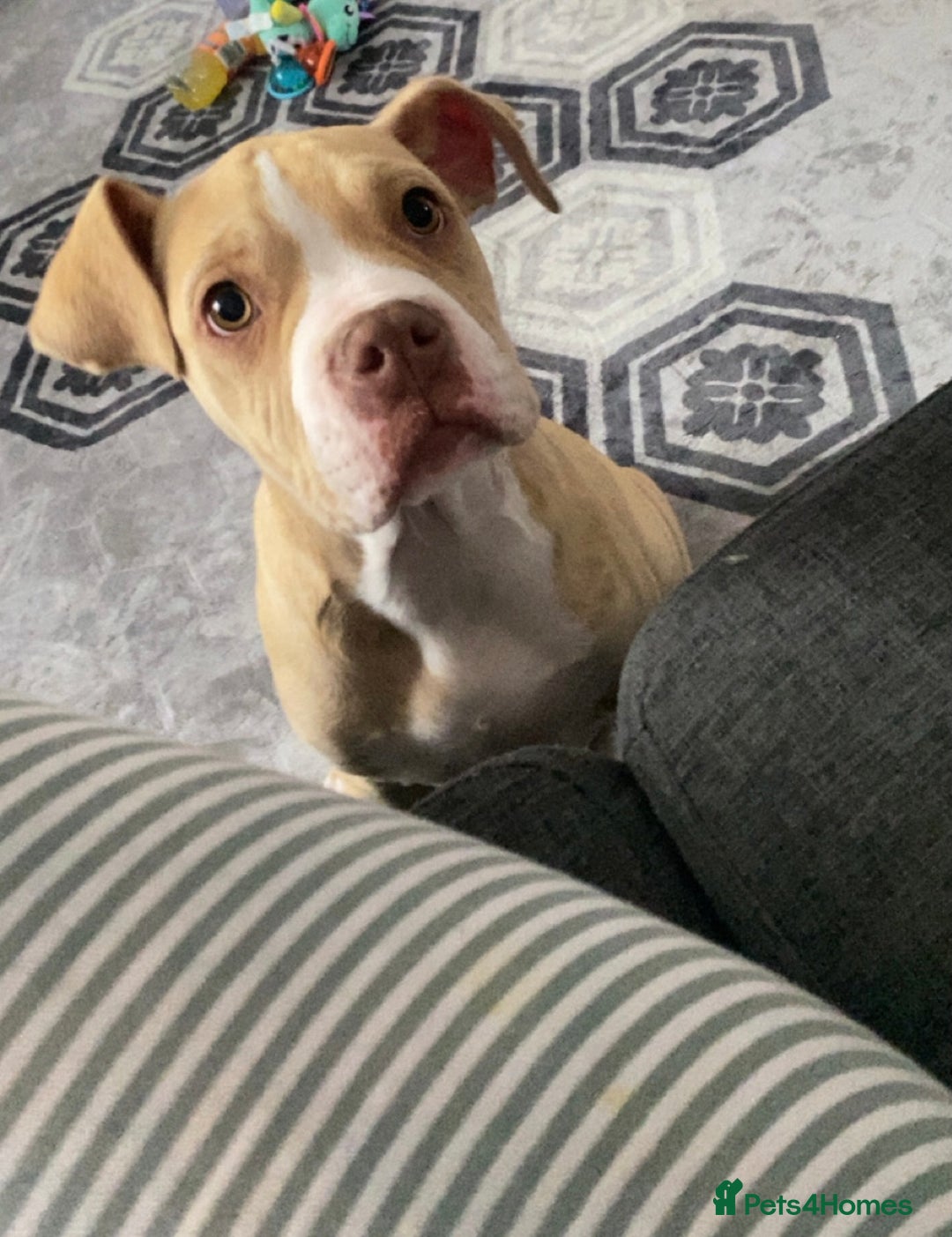 Alapaha Blue Blood Bulldog dogs for sale: Sadie - Image 2